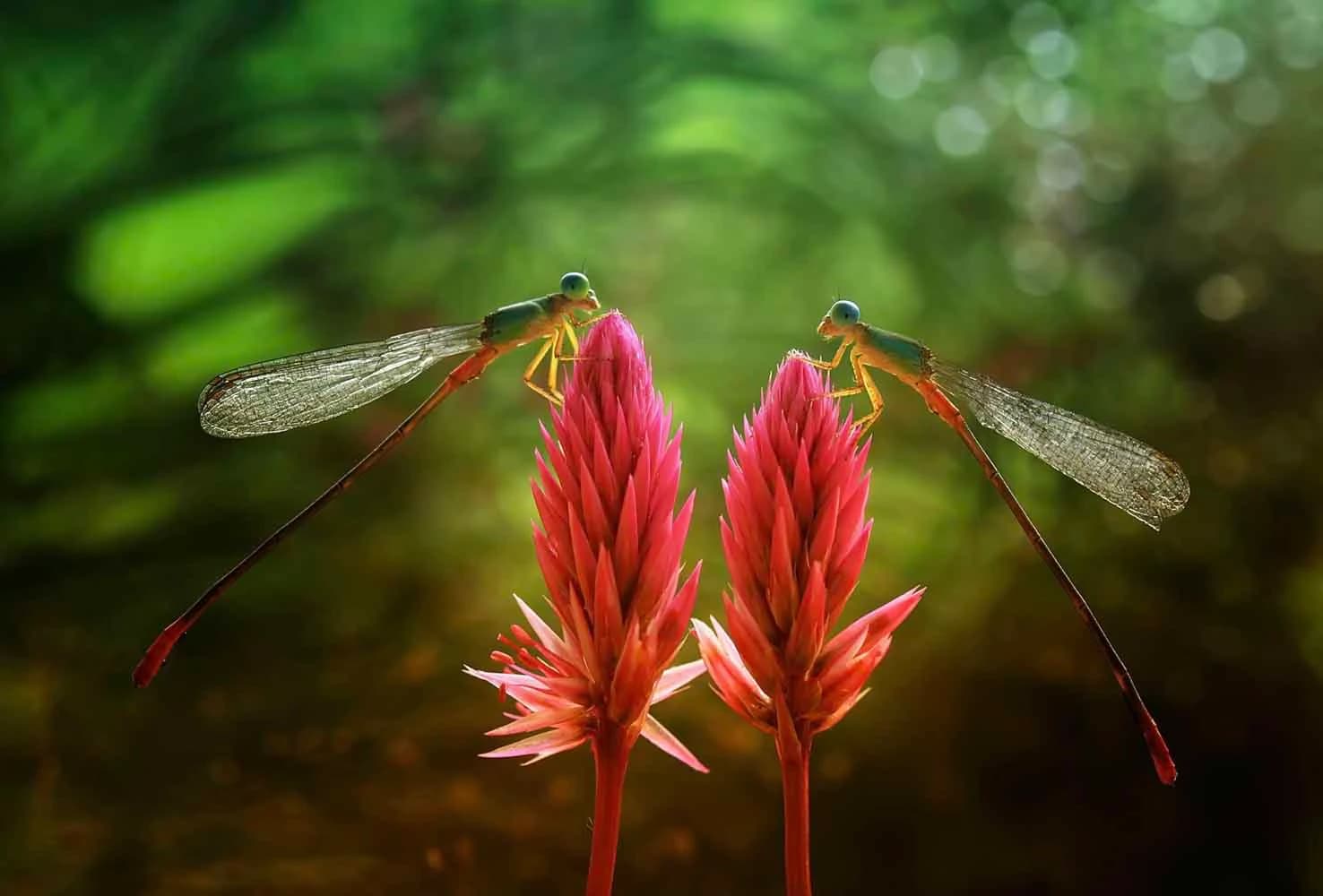 Dragonflies on bright red flowers