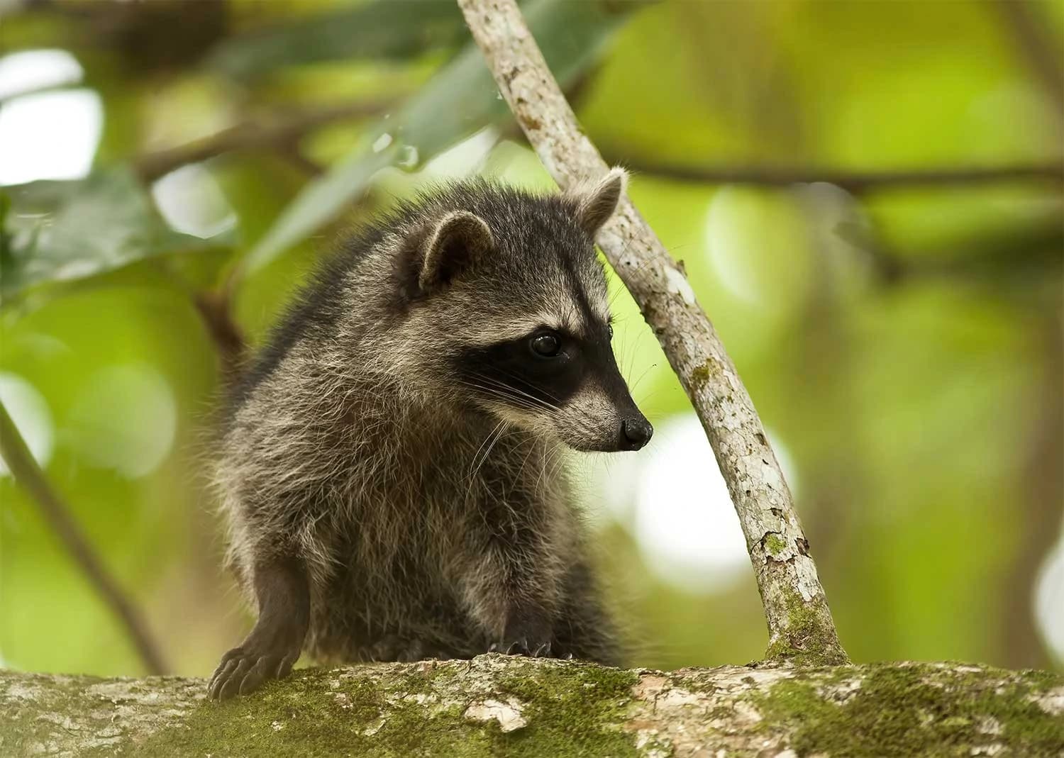 Racoon