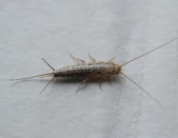 A silverfish