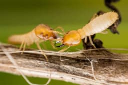 Termites